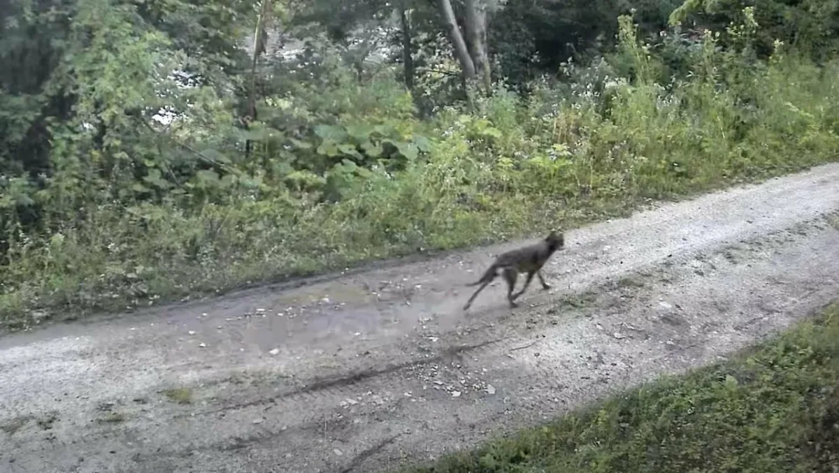 Дикі вовки й кабани на Самбірщині: що показали камери спостереження