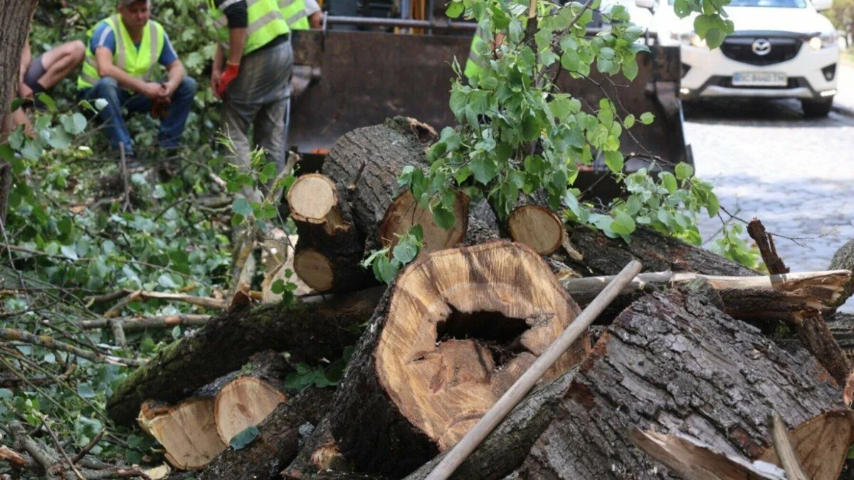 Аварійні дерева у Львові: дупла, загнивання та нахил — коли потрібно зрізати