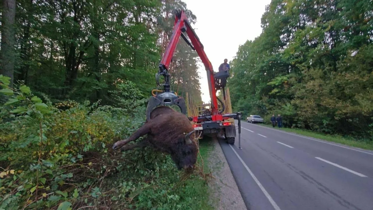 Як червонокнижний зубр загинув під колесами вантажівки на Львівщині